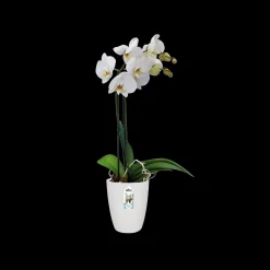 Rond orchidee 12,5cm|ohgreen Outlet
