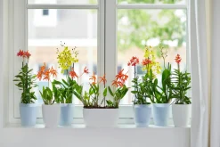 Rond orchidee 12,5cm|ohgreen Outlet