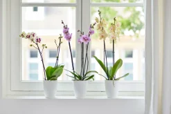 Rond orchidee 12,5cm|ohgreen Outlet