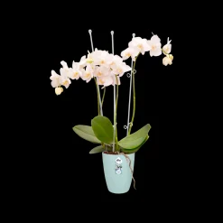Rond orchidee 12,5cm|ohgreen Sale