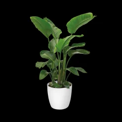 Rond wielen 47cm|ohgreen Online