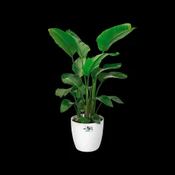 Rond wielen 47cm|ohgreen Online