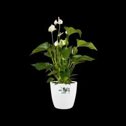 Rond wielen 47cm|ohgreen Online