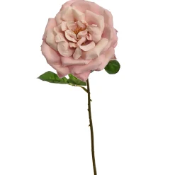 Roos peach 45 cm|ohgreen