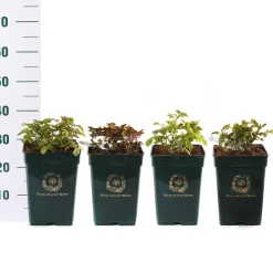 Rosa David Austin|ohgreen Discount