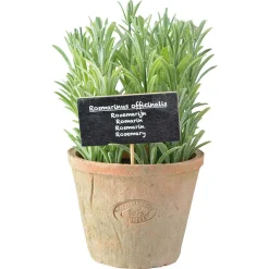 Rosemarijn in at pot l|ohgreen Discount