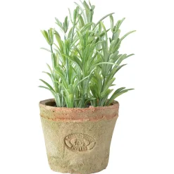 Rosemarijn in at pot s|ohgreen Sale