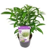 Rostrinucula dependens ( Hangende buddleja -|ohgreen Outlet