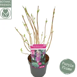 Rostrinucula dependens ( Hangende buddleja -|ohgreen Outlet