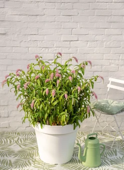 Rostrinucula dependens ( Hangende buddleja -|ohgreen Outlet