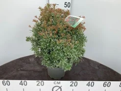 Rotsheide p19|ohgreen Discount