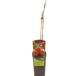 Rubus idaeus malling promise|ohgreen Outlet