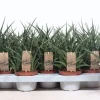 Sansevieria ( Vrouwentong )|ohgreen Online