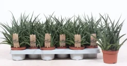 Sansevieria ( Vrouwentong )|ohgreen Online