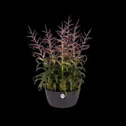 Schaal 23cm|ohgreen Hot