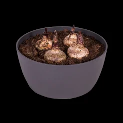 Schaal 23cm|ohgreen Hot