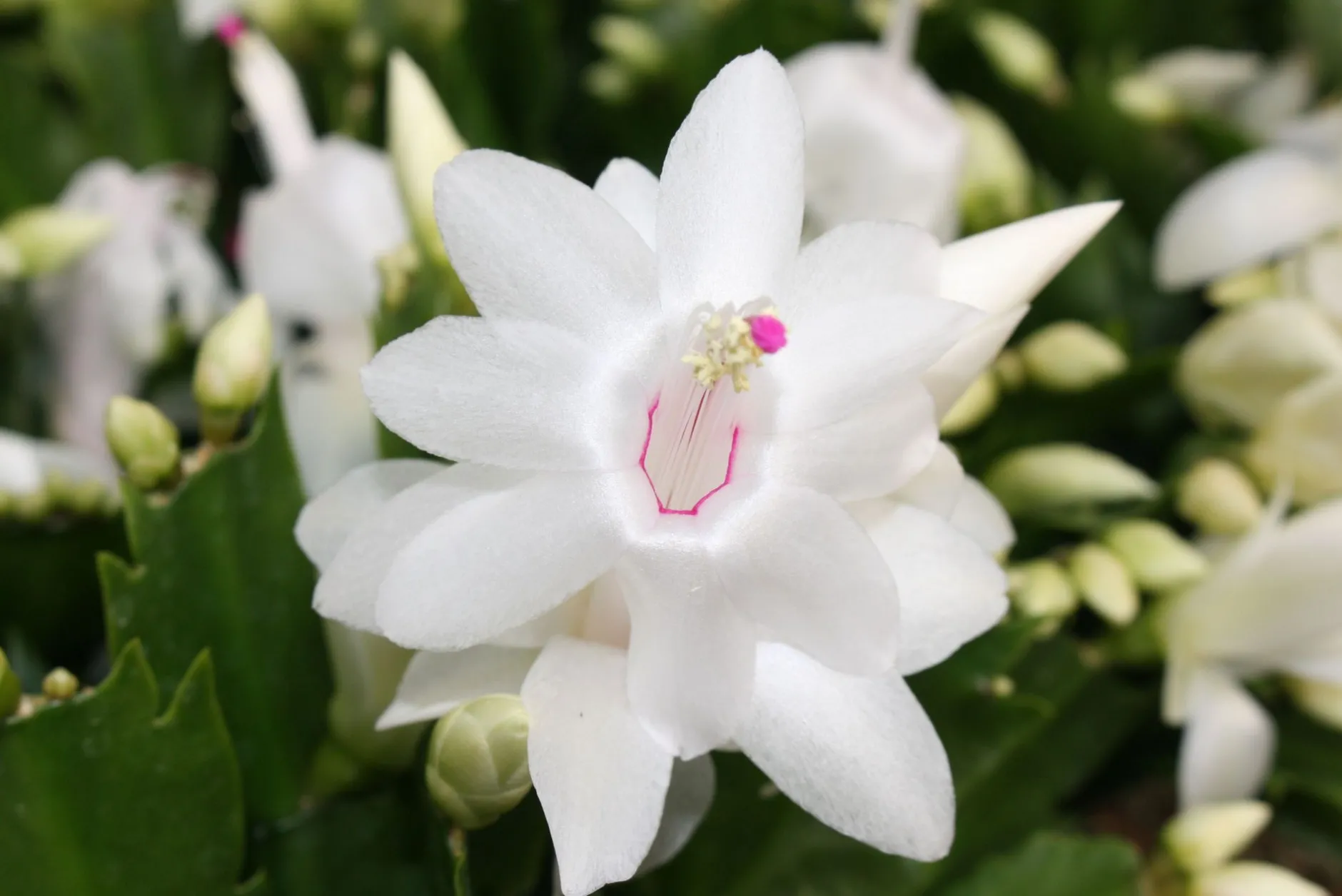 Schlumbergera wit|ohgreen Hot