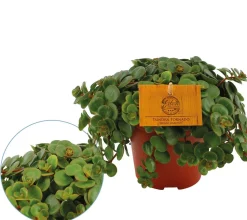 Sedum Tornado|ohgreen