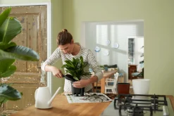 SELF-WATERING INSERT 44CM LIVING BLACK|ohgreen Sale