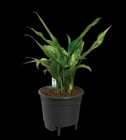 SELF-WATERING INSERT 36CM LIVING BLACK|ohgreen Discount