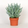Senecio Mount Everest ( Senecio Ficoides )|ohgreen Best