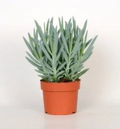 Senecio Mount Everest ( Senecio Ficoides )|ohgreen Best