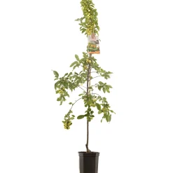 Sierappel malus professor sprenger laagstam|ohgreen Discount