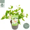 Sinocalycanthus chinensis Venus|ohgreen Hot