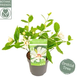Sinocalycanthus chinensis Venus|ohgreen Hot