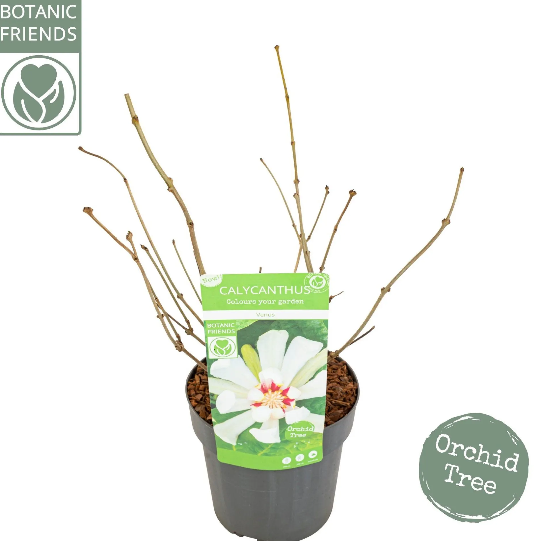 Sinocalycanthus chinensis Venus|ohgreen Hot