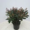 Skimmia japonica Rubella|ohgreen Online