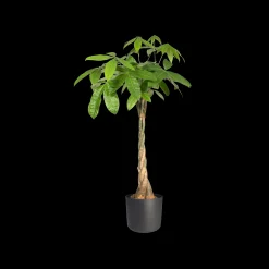 SOFT ROND 14CM ANTRACIET|ohgreen Discount