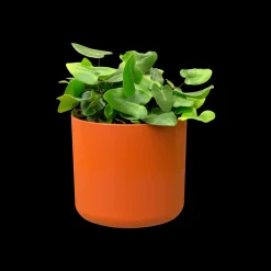 SOFT ROND 16CM BRIQUE|ohgreen New