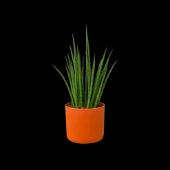 SOFT ROND 14CM BRIQUE|ohgreen Outlet