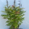 Sorbaria sorbif Sem ( Lijsterbes spirea )|ohgreen Online