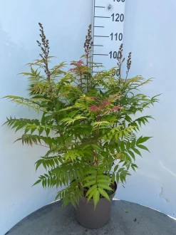 Sorbaria sorbif Sem ( Lijsterbes spirea )|ohgreen Online