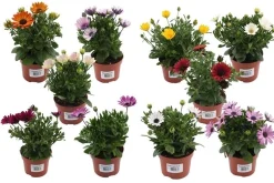 Spaase margriet p10,5 h20|ohgreen Outlet
