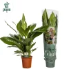 Spathiphyllum bingo (Lepelplant)|ohgreen