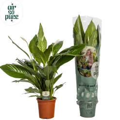 Spathiphyllum bingo (Lepelplant)|ohgreen