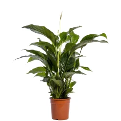 Spathiphyllum Sweet Lauretta ( Lepelplant of Vredeslelie )|ohgreen Hot