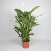 Spathiphyllum 'sweet sebastiano' (lepelplant)|ohgreen