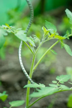 Spiraalvormige plantensteun|ohgreen Outlet