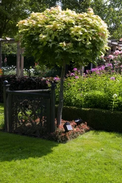 Spot Lazise Solar|ohgreen Best