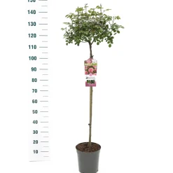 Stamroos Rosa 'Bonita' Renaissance|ohgreen Sale