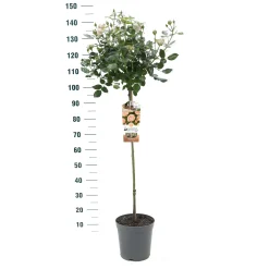 Stamroos Rosa 'Gartnerprinzessin Marie-josé|ohgreen