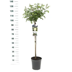 Stamroos Rosa 'Wildberry'|ohgreen Sale