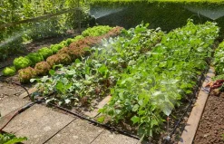 Startset voor bloembedden of moestuin|ohgreen New