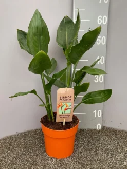 Strelitzia nicolai|ohgreen