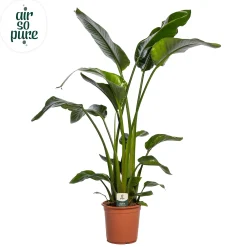 Strelitzia nicolai|ohgreen Clearance