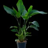 Strelitzia Nicolai p24|ohgreen Hot